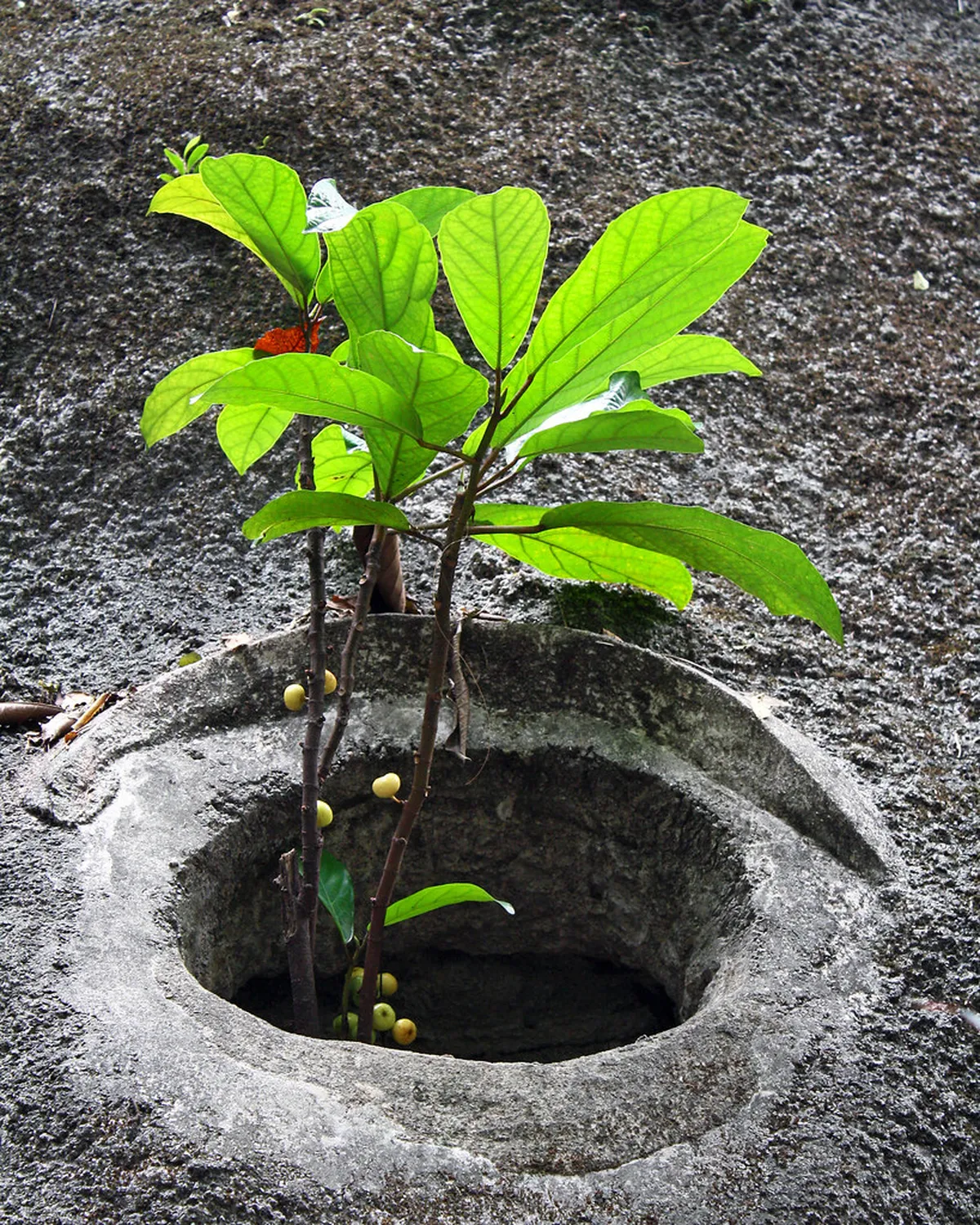 1-Day Central and Sheung Wan Walking Tour Route