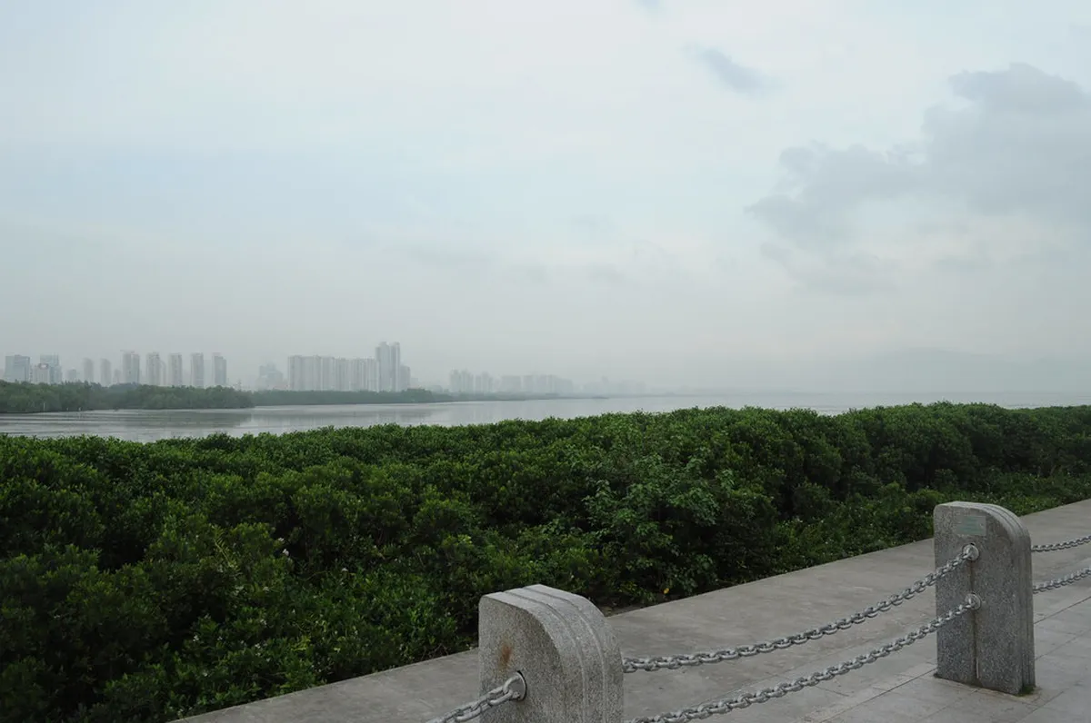 Shenzhen Bay Coastal Walk Sunset Viewpoints Guide