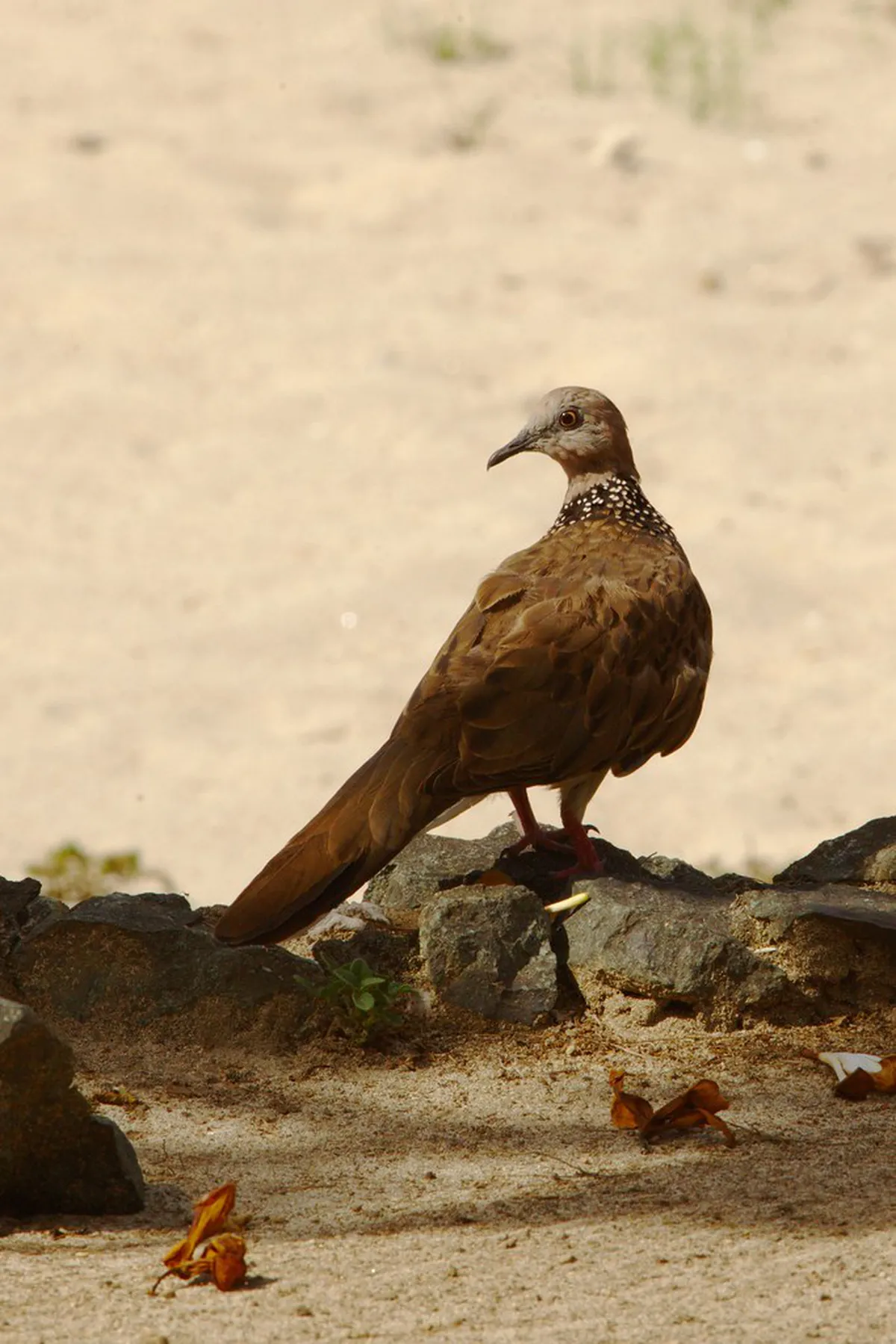 1-Day Gili Air Coastal Path Walking Itinerary