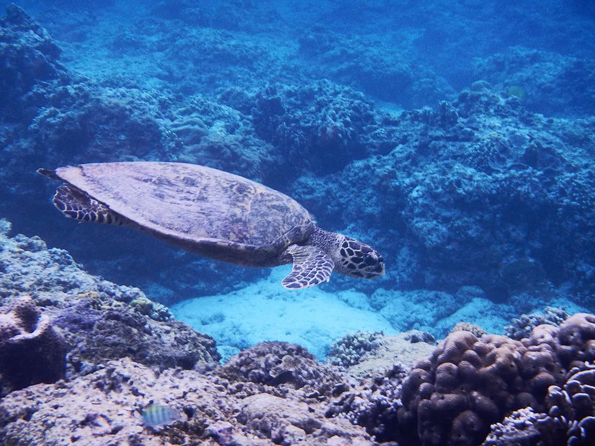 Best Free Gili Meno Sights and Activities for 2026