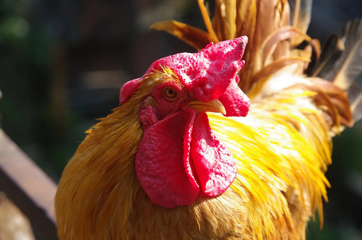 Malang Bird Market Visiting Guide: Essential 2026 Tips