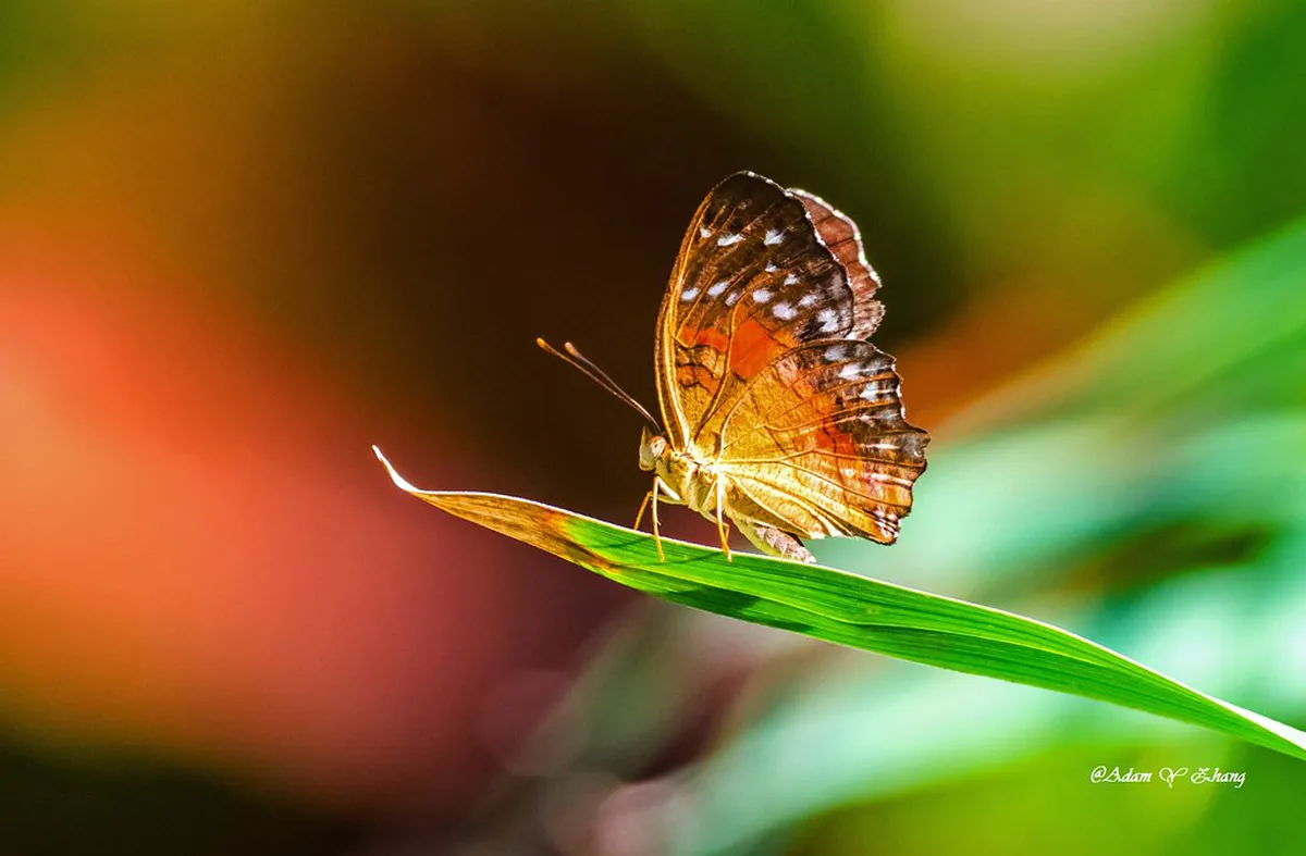 Standard tips for Medan free walking tours: Budget Guide