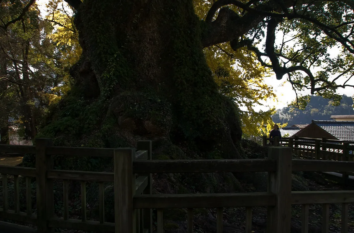 Best Time for a Kagoshima Walking Tour: Seasonal Guide