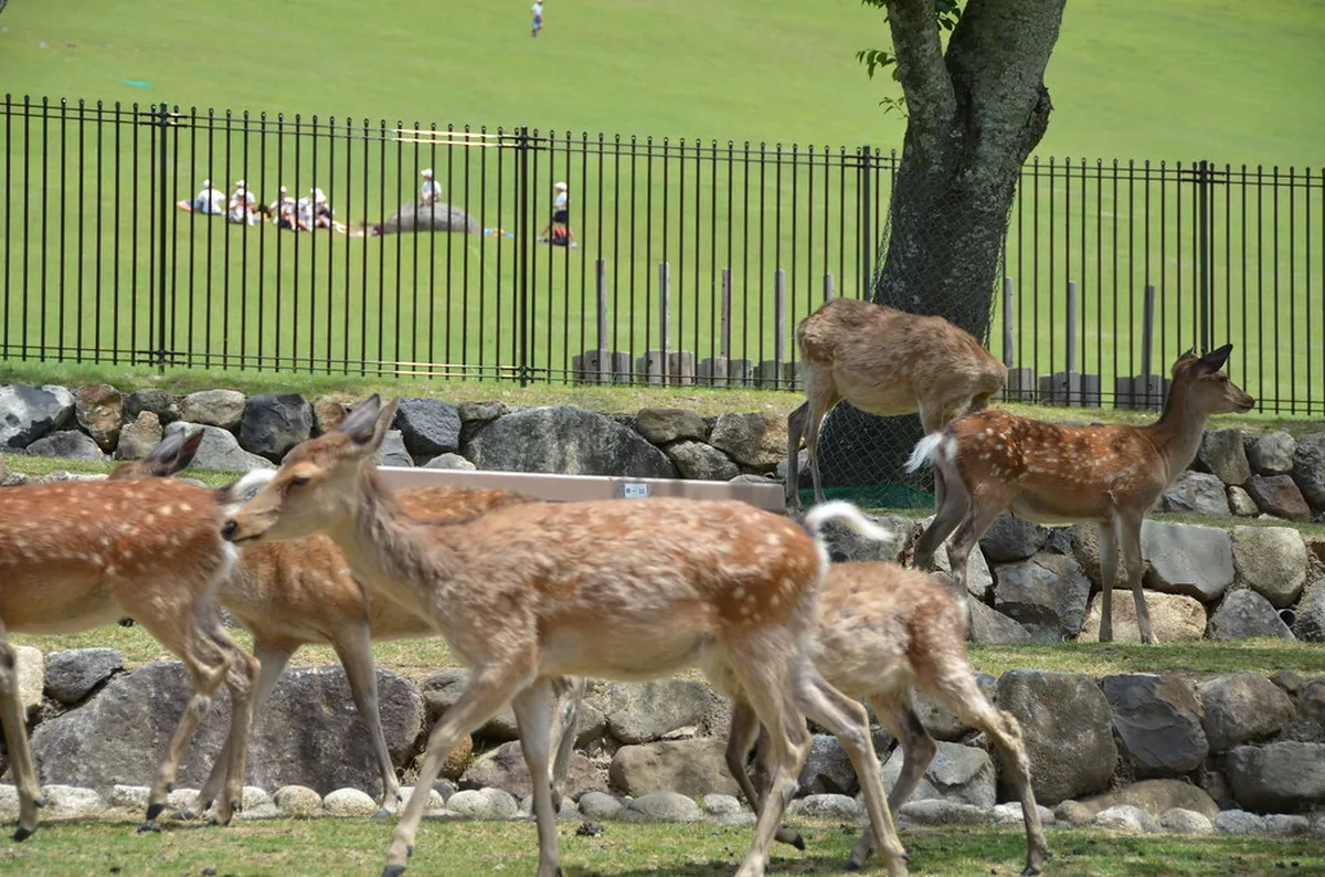 Nara Free Walking Tour Itinerary: Budget Guide 2026