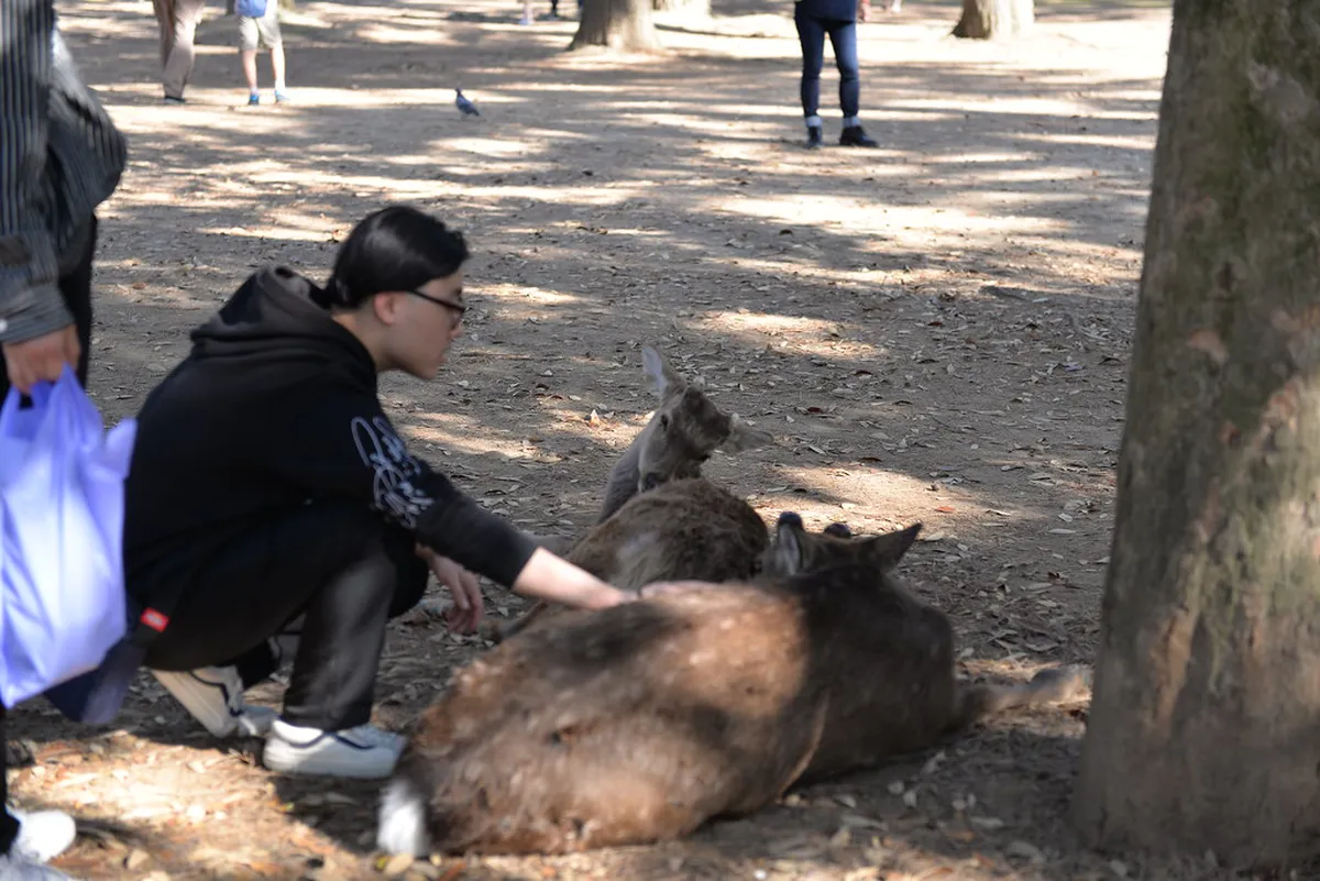 Best Sights on Nara Free Walking Tours: Budget Guide