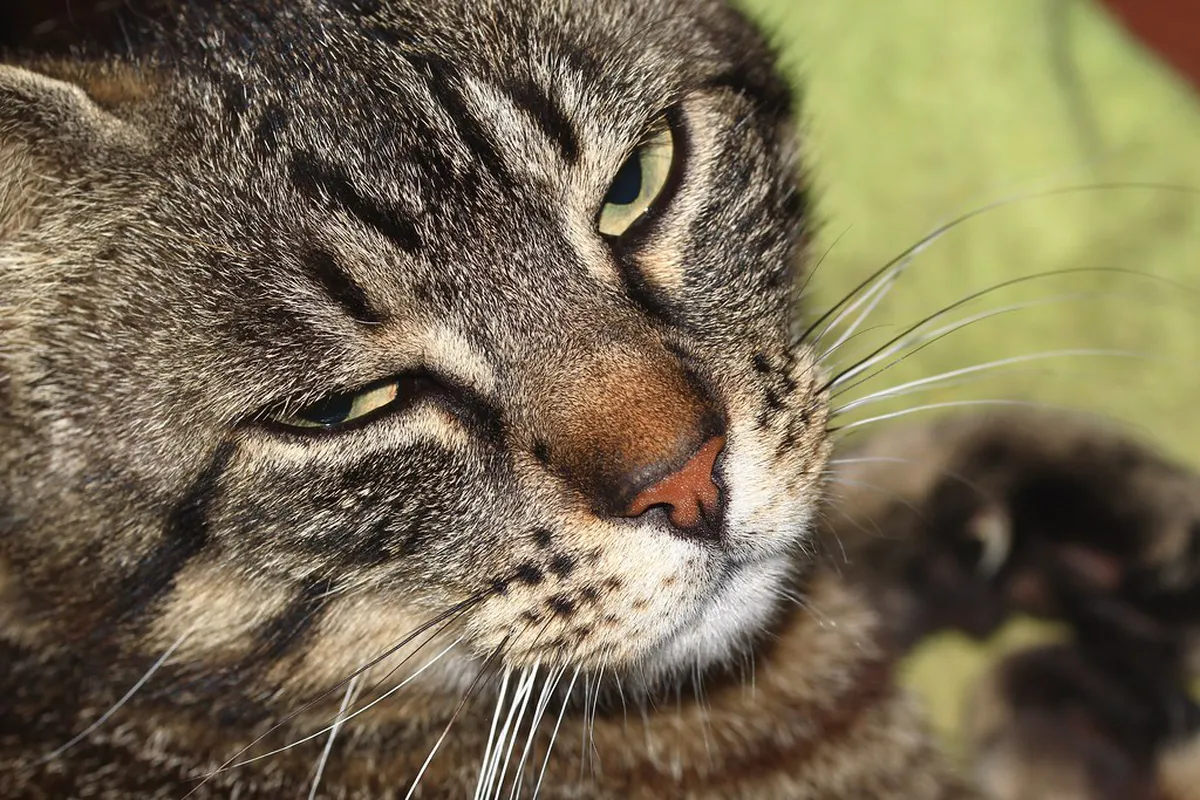 10 Must See Stops on Kuching Tours | Sarawak Guide