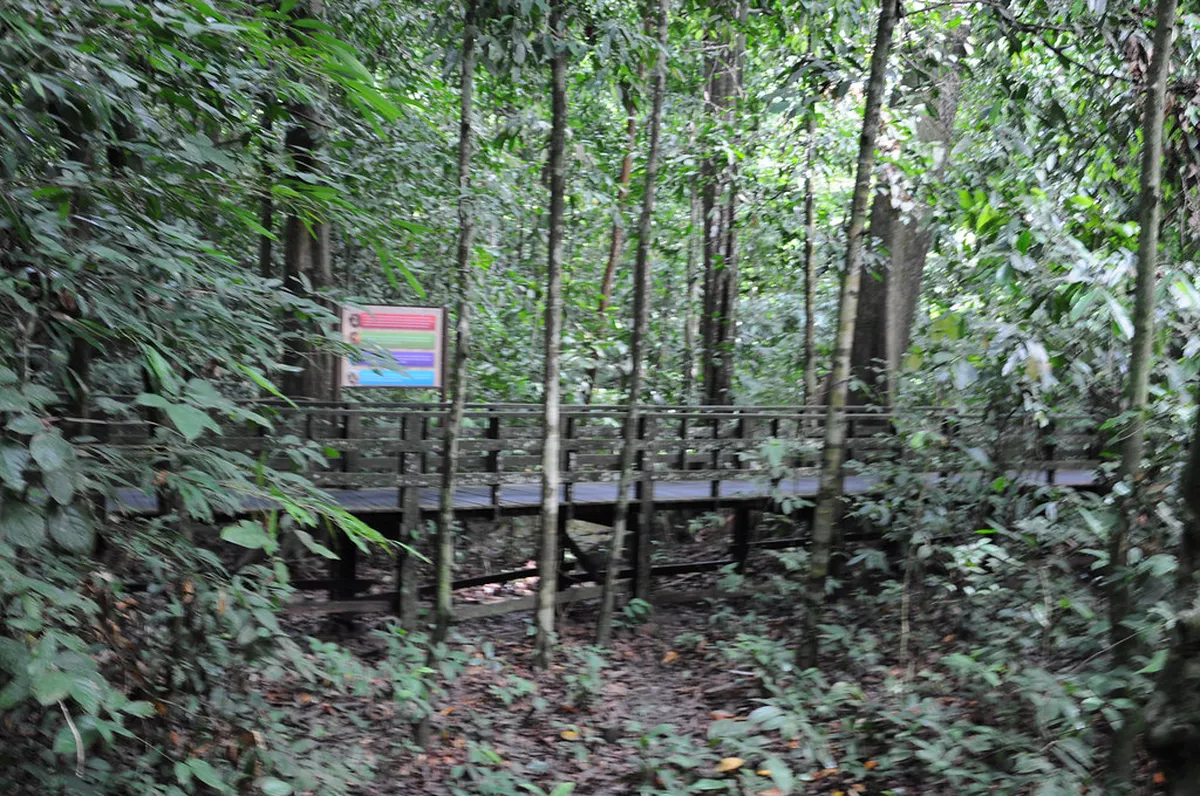 Best Time for Walking in Sandakan: A Seasonal Guide