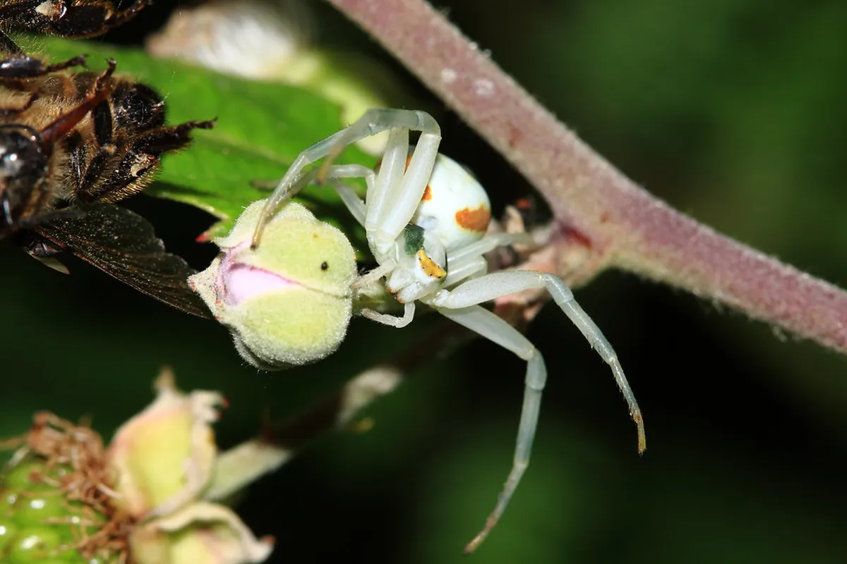 How to Find Sandakan Tour Guides: A 2026 Guide