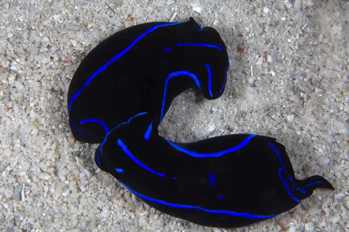 How to Join a Moalboal Walking Tour: 1-Day Guide