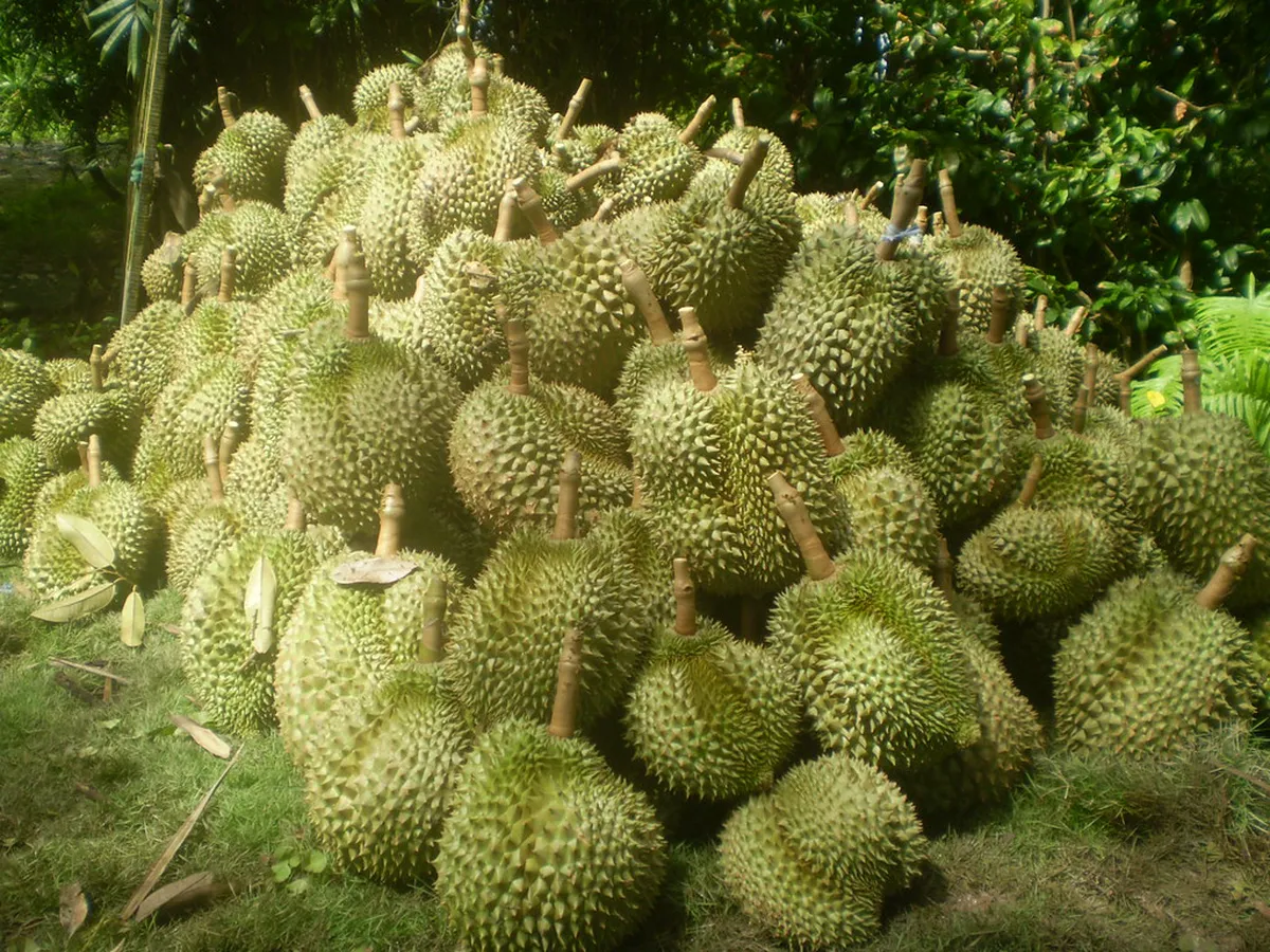 Cost Guide: Joining Nong Khai Free Walking Tours