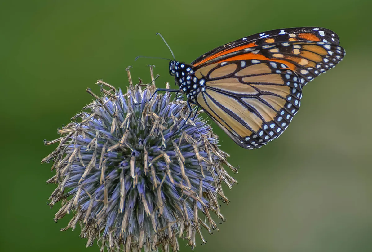 How Much to Tip Pattaya Tour Guides: 2026 Guide