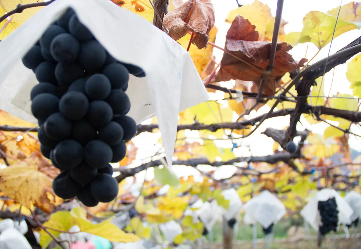 How to Join Udon Thani Walking Tours: 2-Day Itinerary